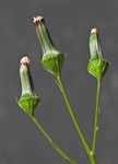 American burnweed